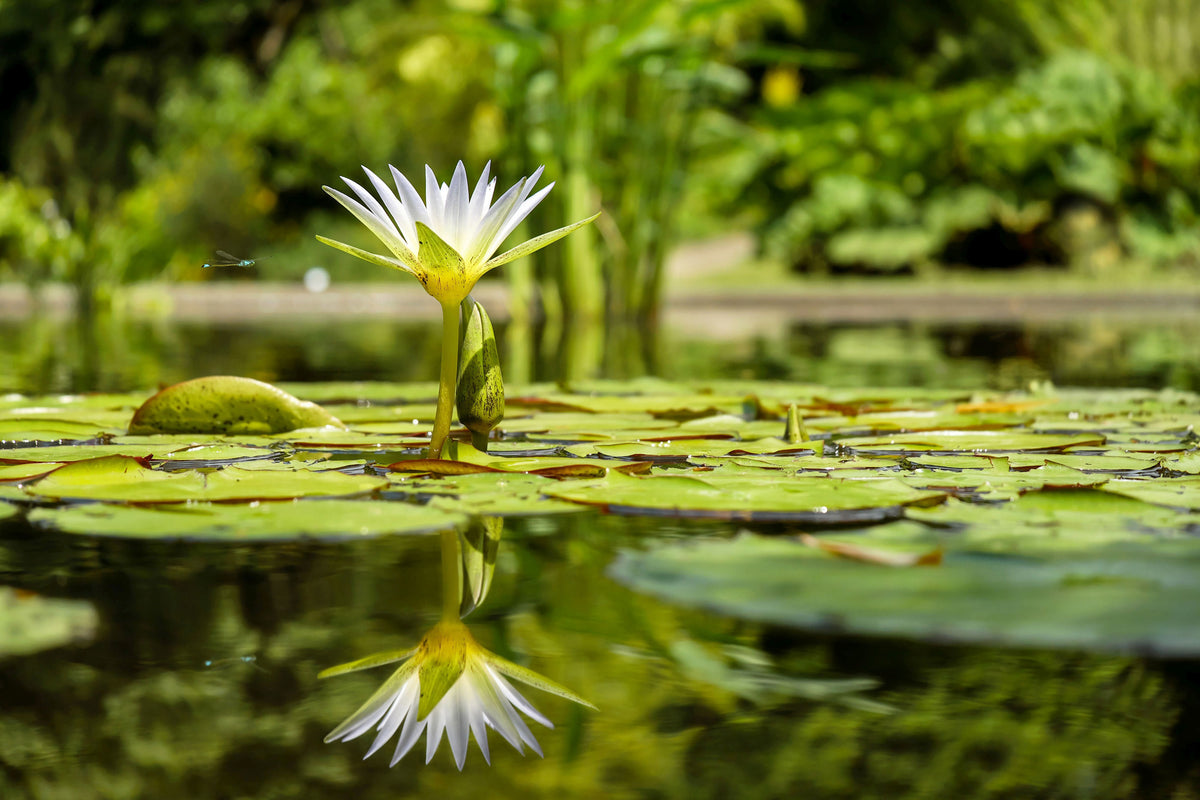 framedposter-print-water-lily-in-nature