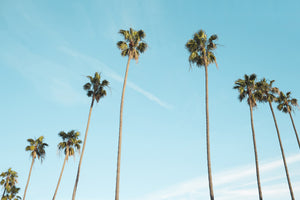 aluminium-print-a-sky-full-of-palm-trees
