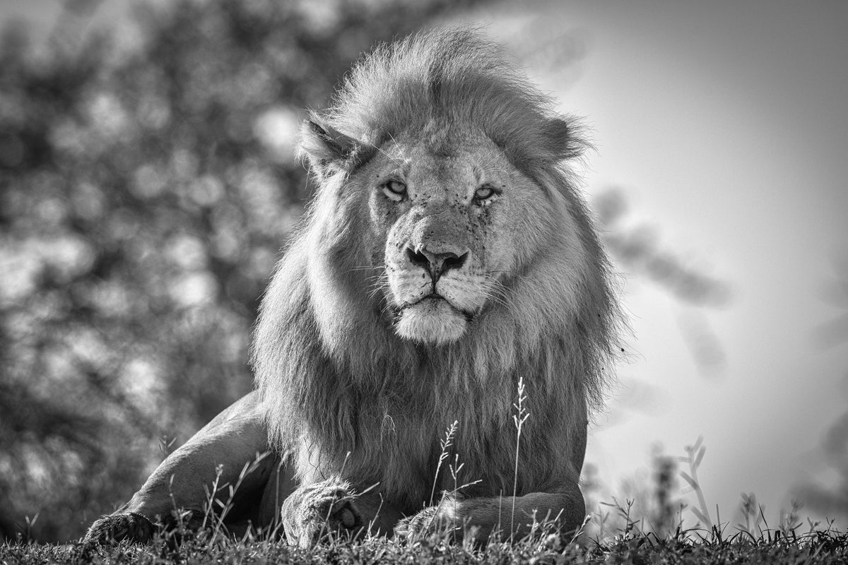 aluminium-print-monochromatic-lion-king-x