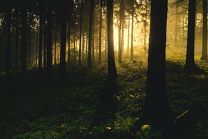 aluminium-print-sunset-in-the-forest