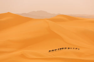 canvas-print-camels-caravan-in-sahara-x