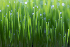acrylic-print-wheat-x