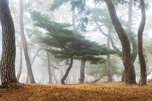 aluminium-print-in-the-misty-pine-forest-x