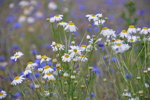 poster-print-wild-flower-meadow