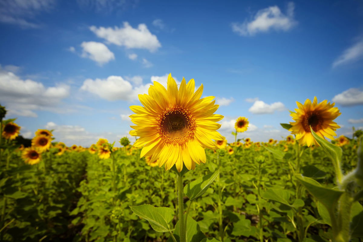 acrylic-print-summer-sunflowers