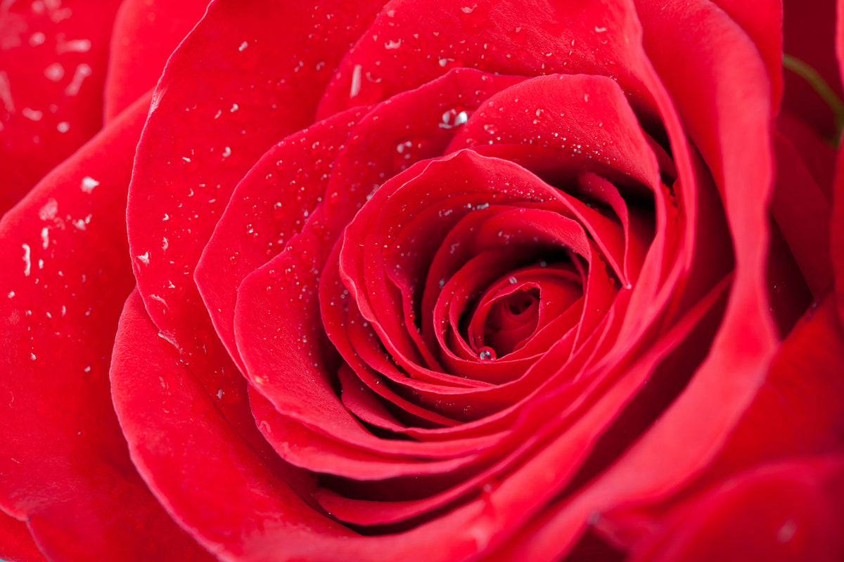 3-piece-aluminium-print-red-rose-in-morning-dew