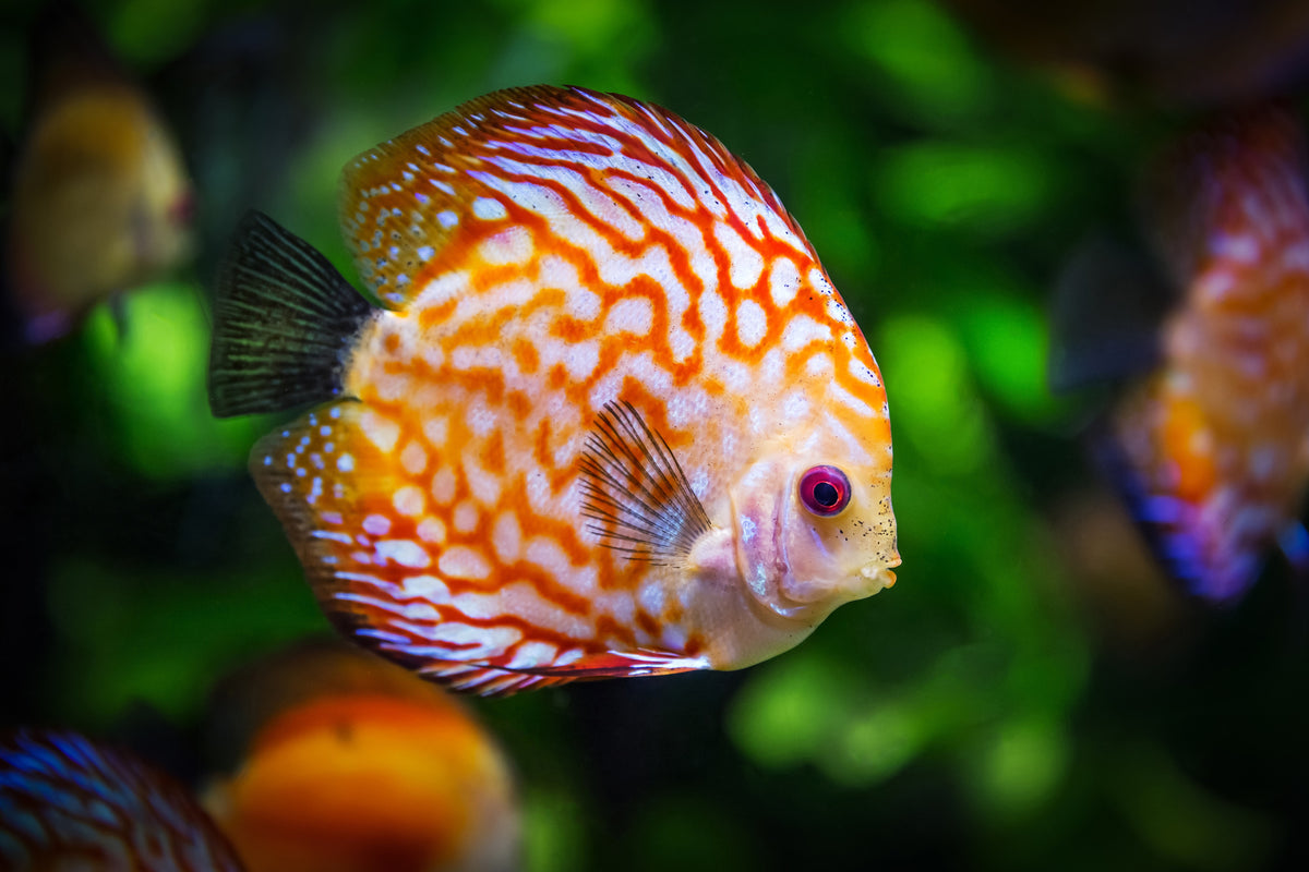 acrylic-print-the-discus-fish
