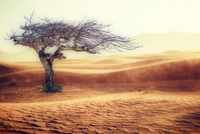 poster-print-desert-storm
