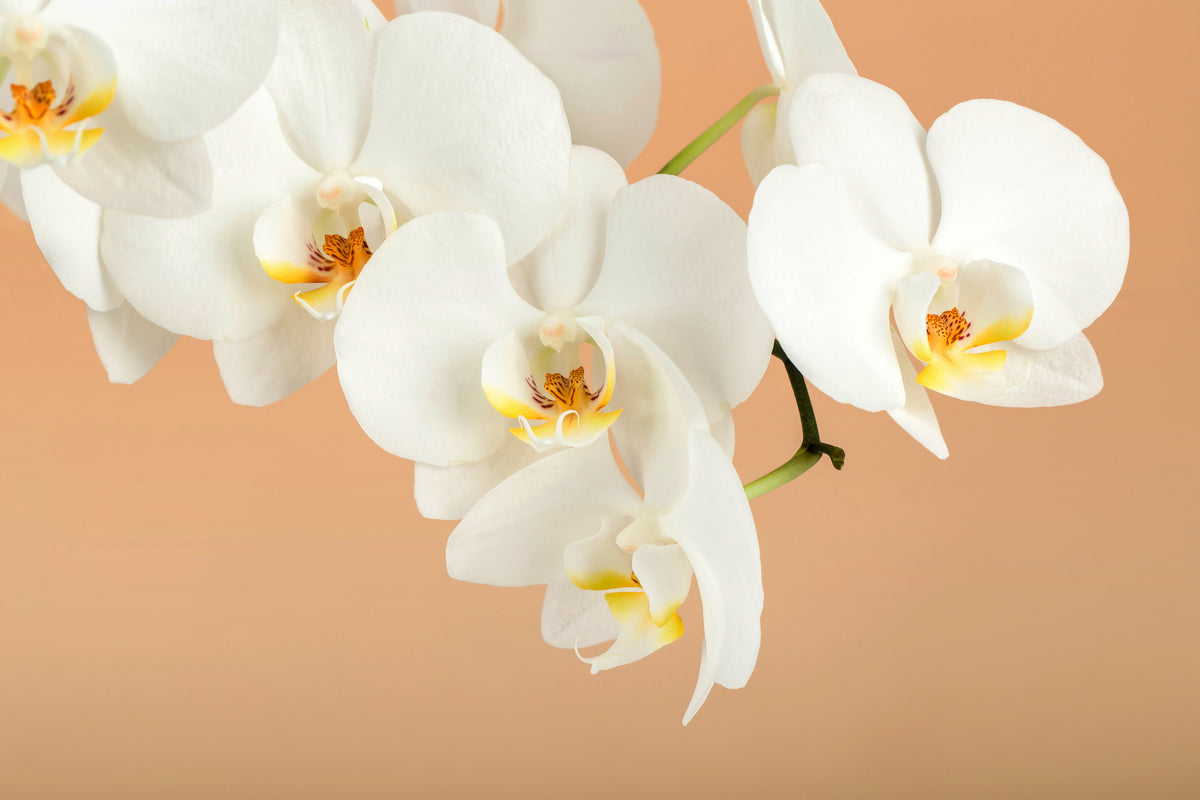 acrylic-print-white-orchid-flowers