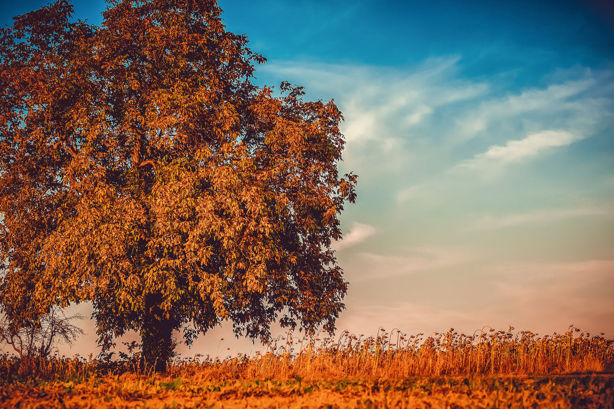 aluminium-print-the-nut-tree