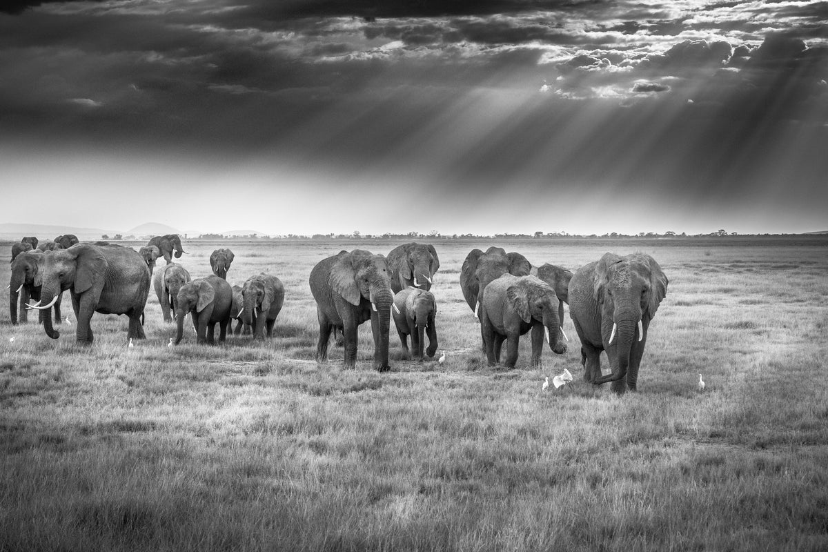aluminium-print-breakfast-with-pachyderms-x