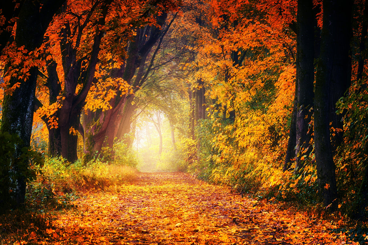 acrylic-print-forest-walk