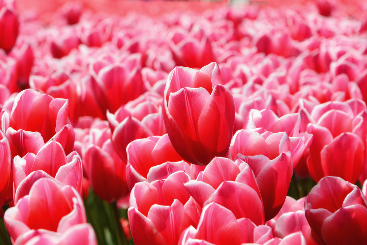 canvas-print-happy-tulip-field