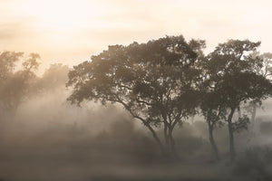 aluminium-print-savana-sunrise-x