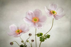 3-piece-acrylic-print-anemones-ii