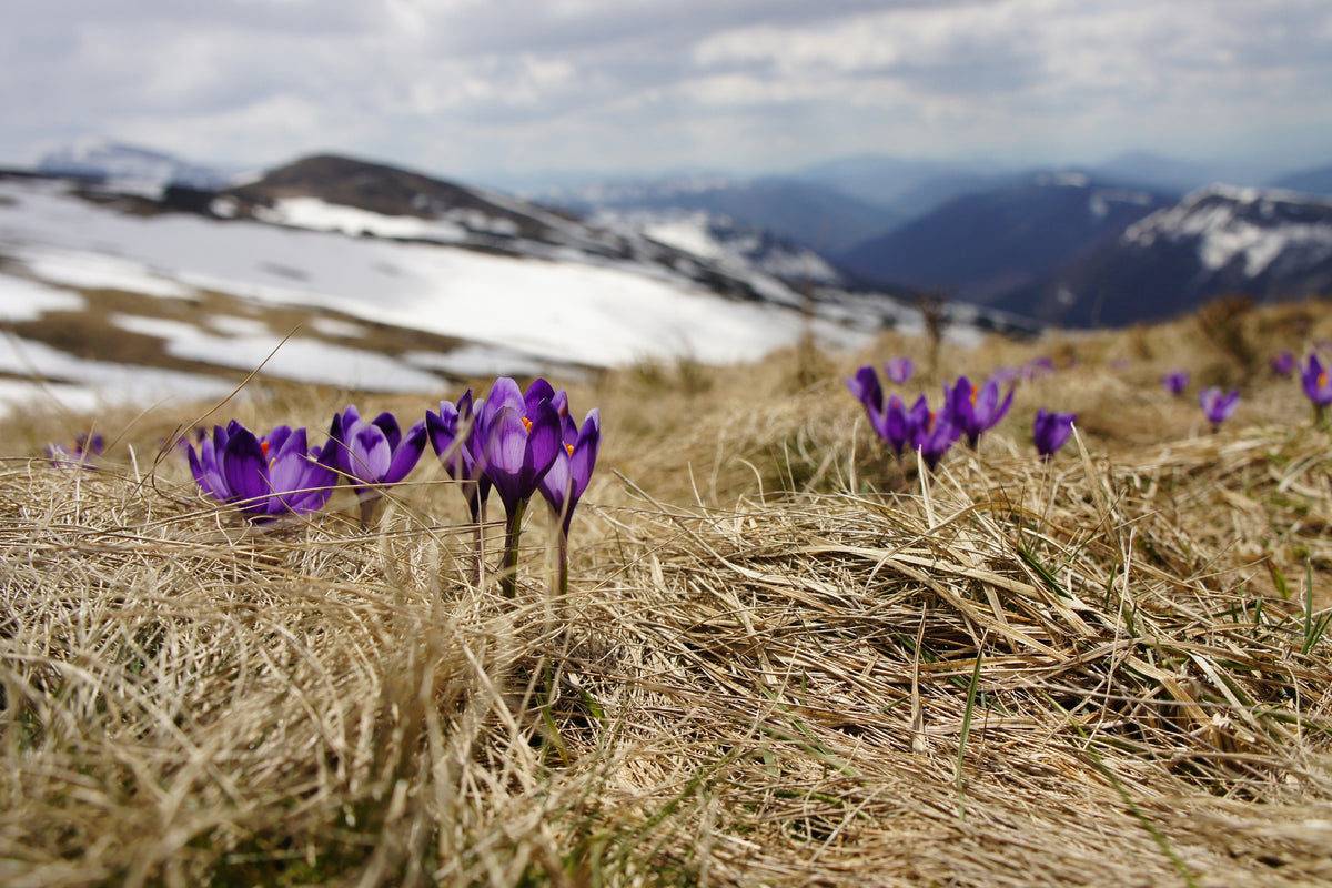 framedcanvas-print-purple-crocus