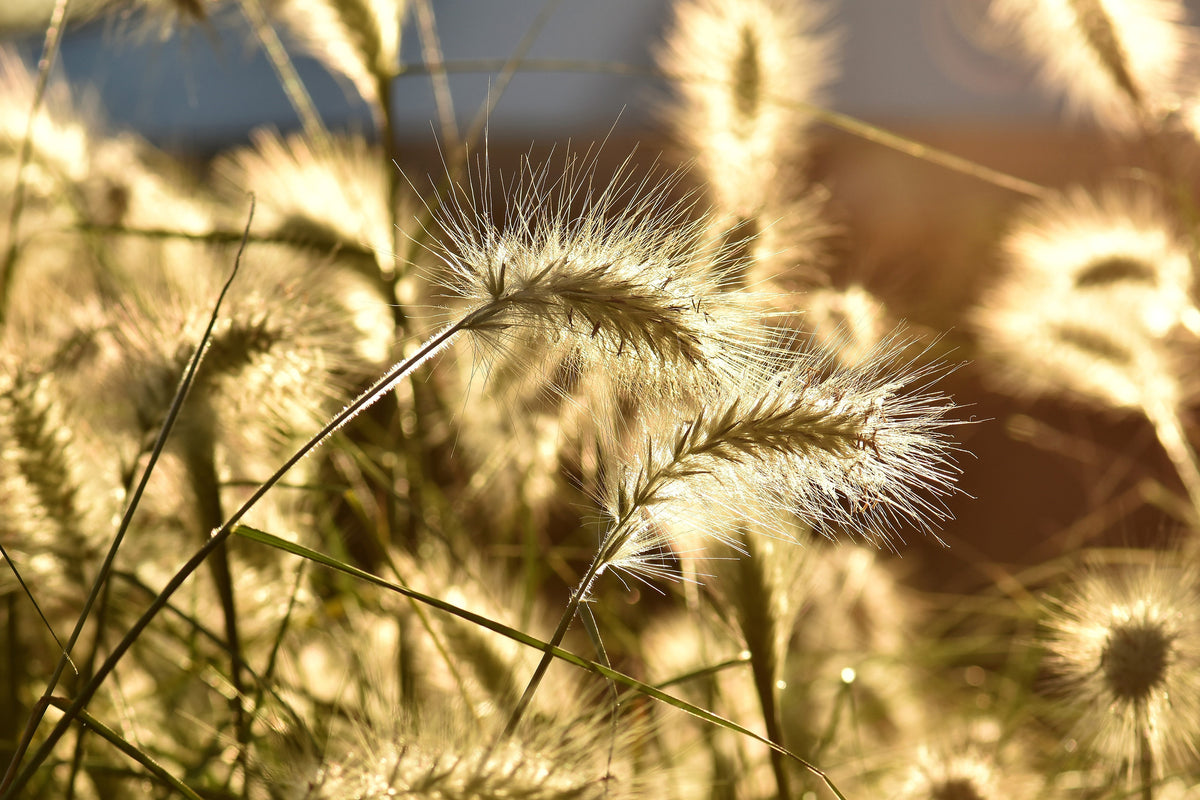 3-piece-acrylic-print-ornamental-grass-in-the-sunlight