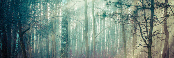 panoramic-3-piece-aluminium-print-pinewood-panorama