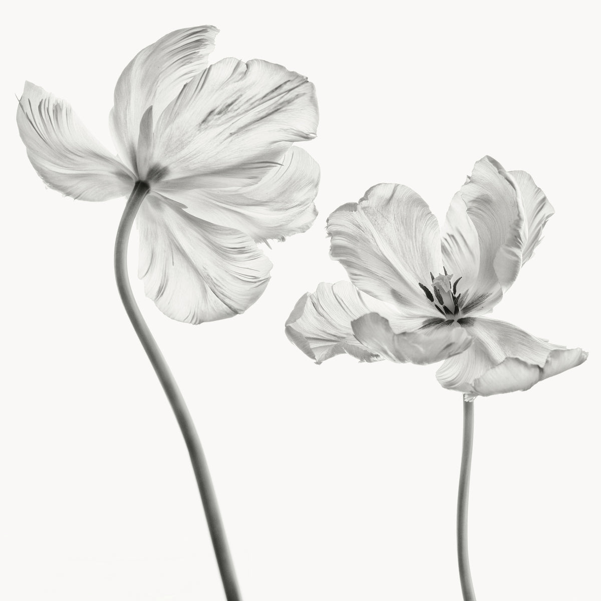 4-piece-aluminium-print-same-tulip-front-and-backview