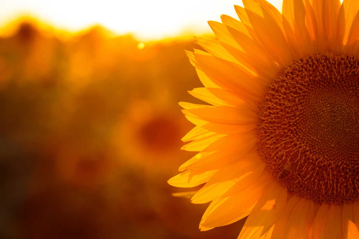 3-piece-canvas-print-macro-sunflower