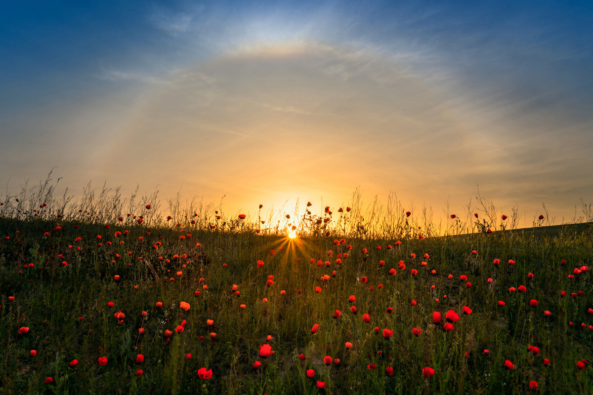 modern-3-piece-canvas-print-red-poppies-and-sunrise