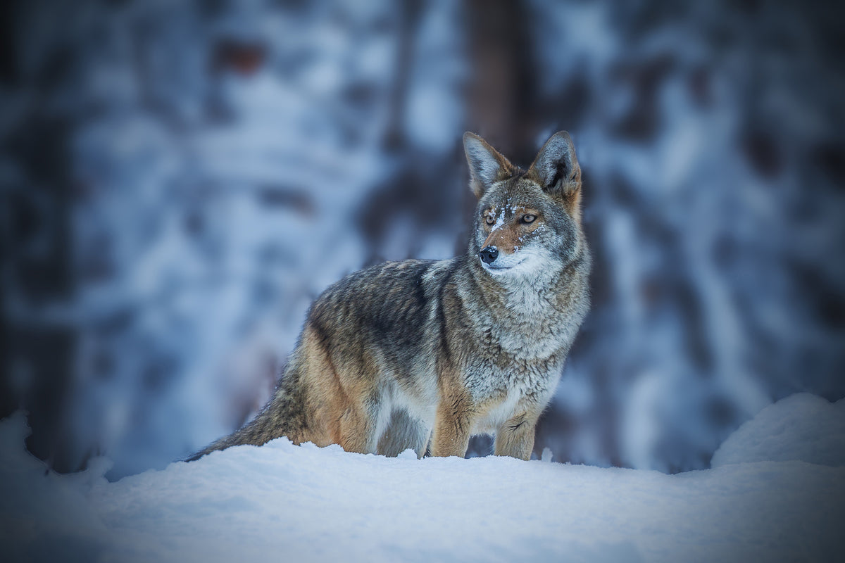 aluminium-print-coyote-in-winter-x