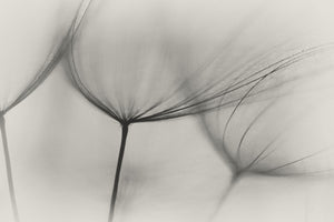 3-piece-canvas-print-tragopogon