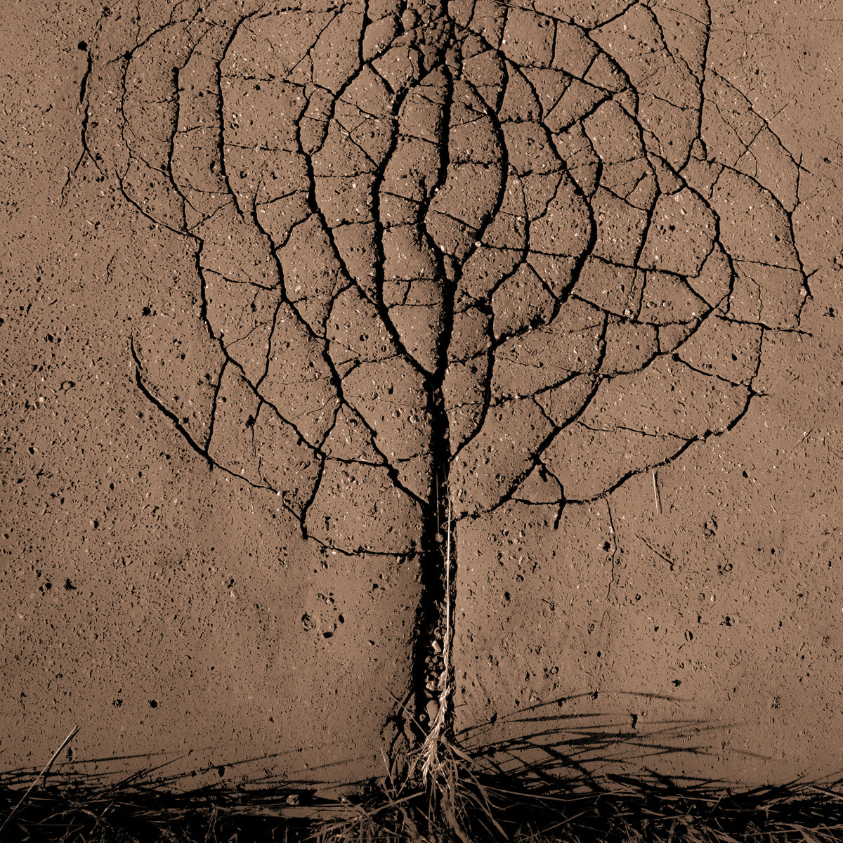 poster-print-asphalt-tree