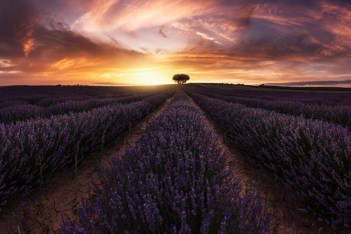 modern-3-piece-aluminium-print-lavender-sunset