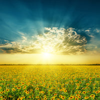 9-piece-canvas-print-sunflowers-in-the-evening-sun