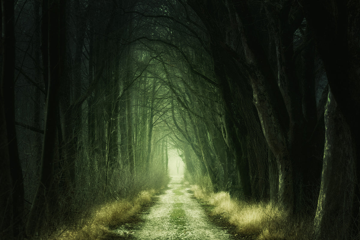 modern-3-piece-canvas-print-mysterious-forest-iii