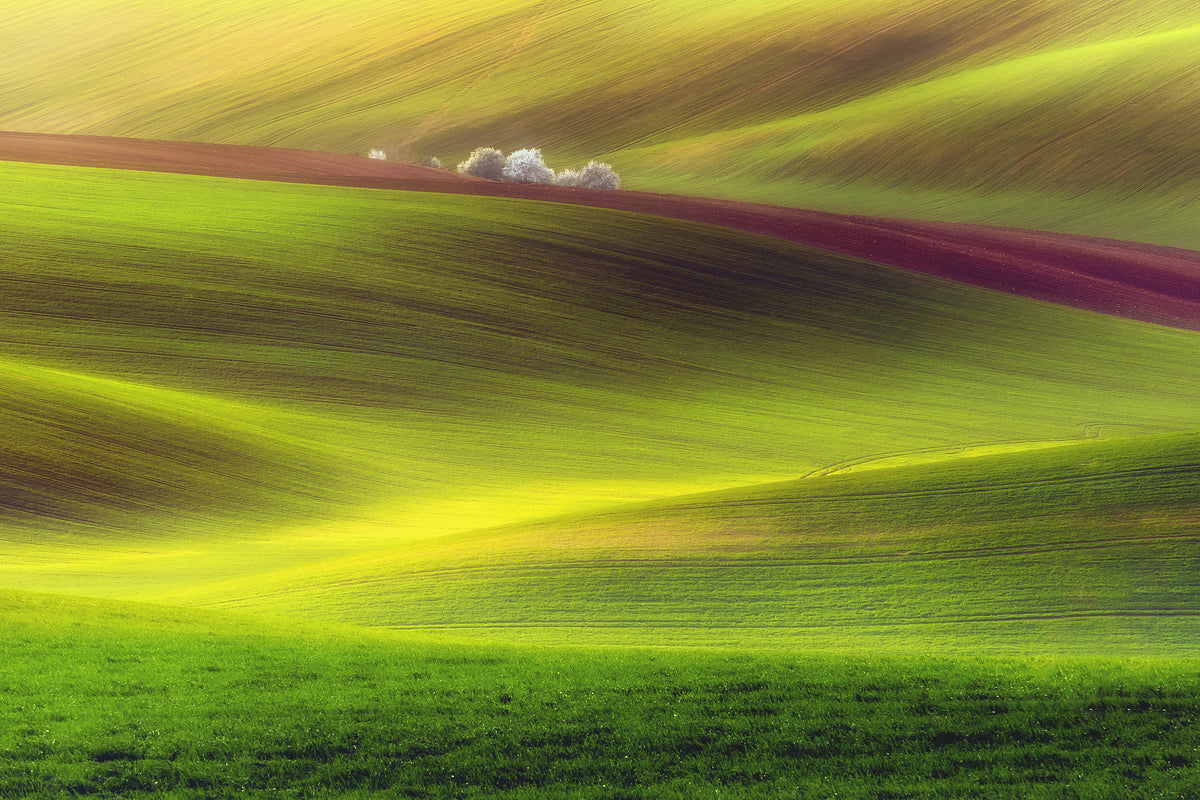 poster-print-golden-fields-x