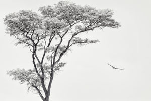 poster-print-the-african-eagle