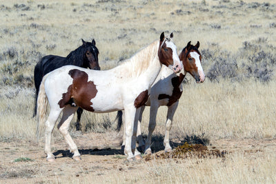 poster-print-3-wild-horses