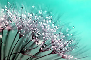 3-piece-acrylic-print-macro-dandelion-p