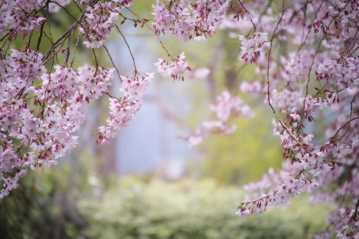 3-piece-canvas-print-in-the-beautiful-spring