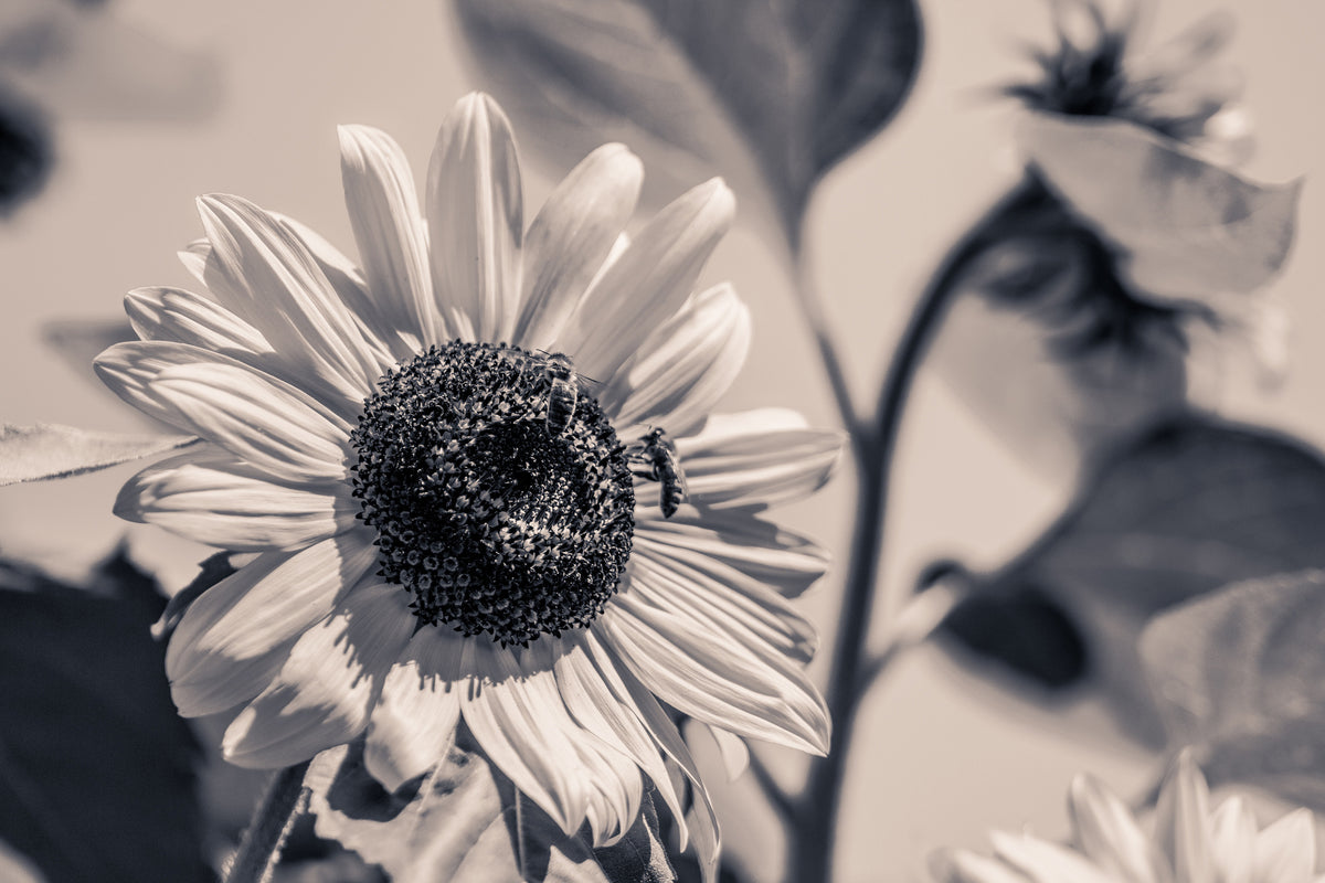 3-piece-aluminium-print-bees-on-the-sunflower-sw