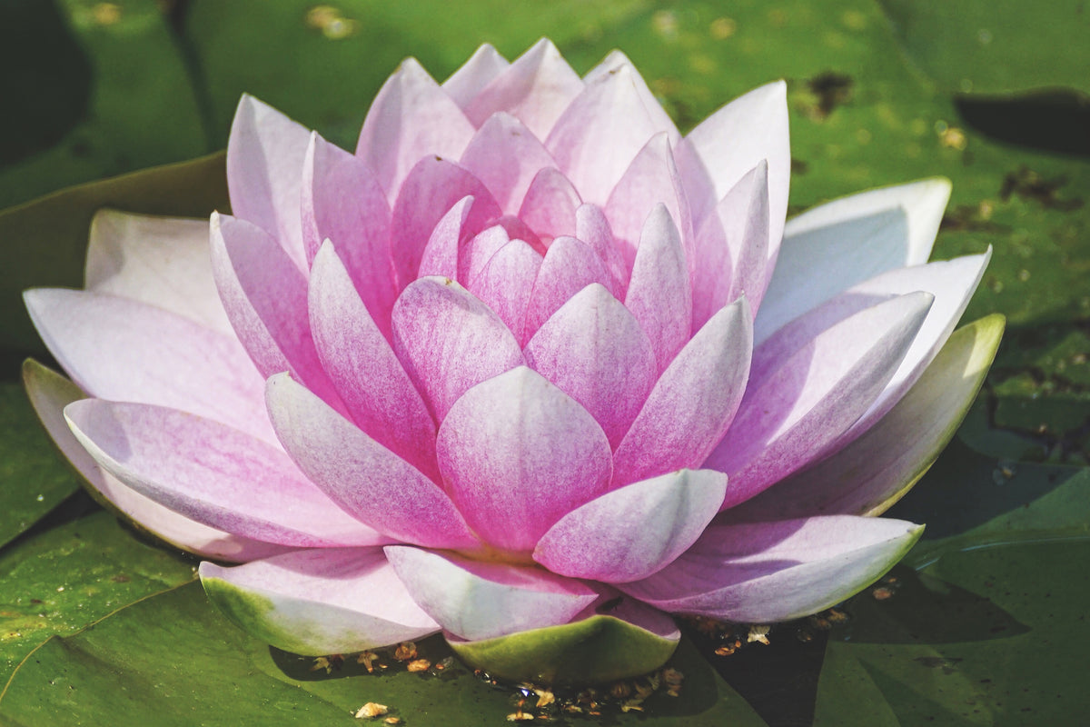 3-piece-acrylic-print-water-lily-in-pink