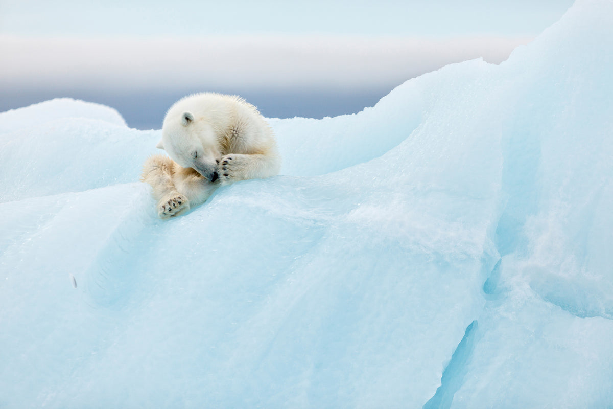 aluminium-print-polar-bear-grooming