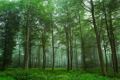 poster-print-forest-view-x