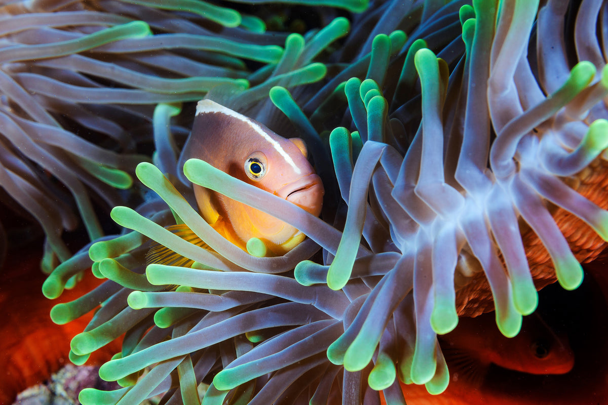 3-piece-aluminium-print-clownfish