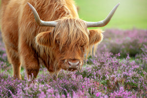 aluminium-print-highland-in-heather-x