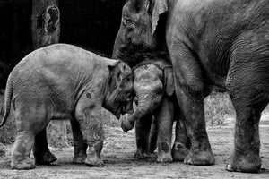 3-piece-canvas-print-friends-forever