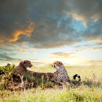 aluminium-print-cheetahs