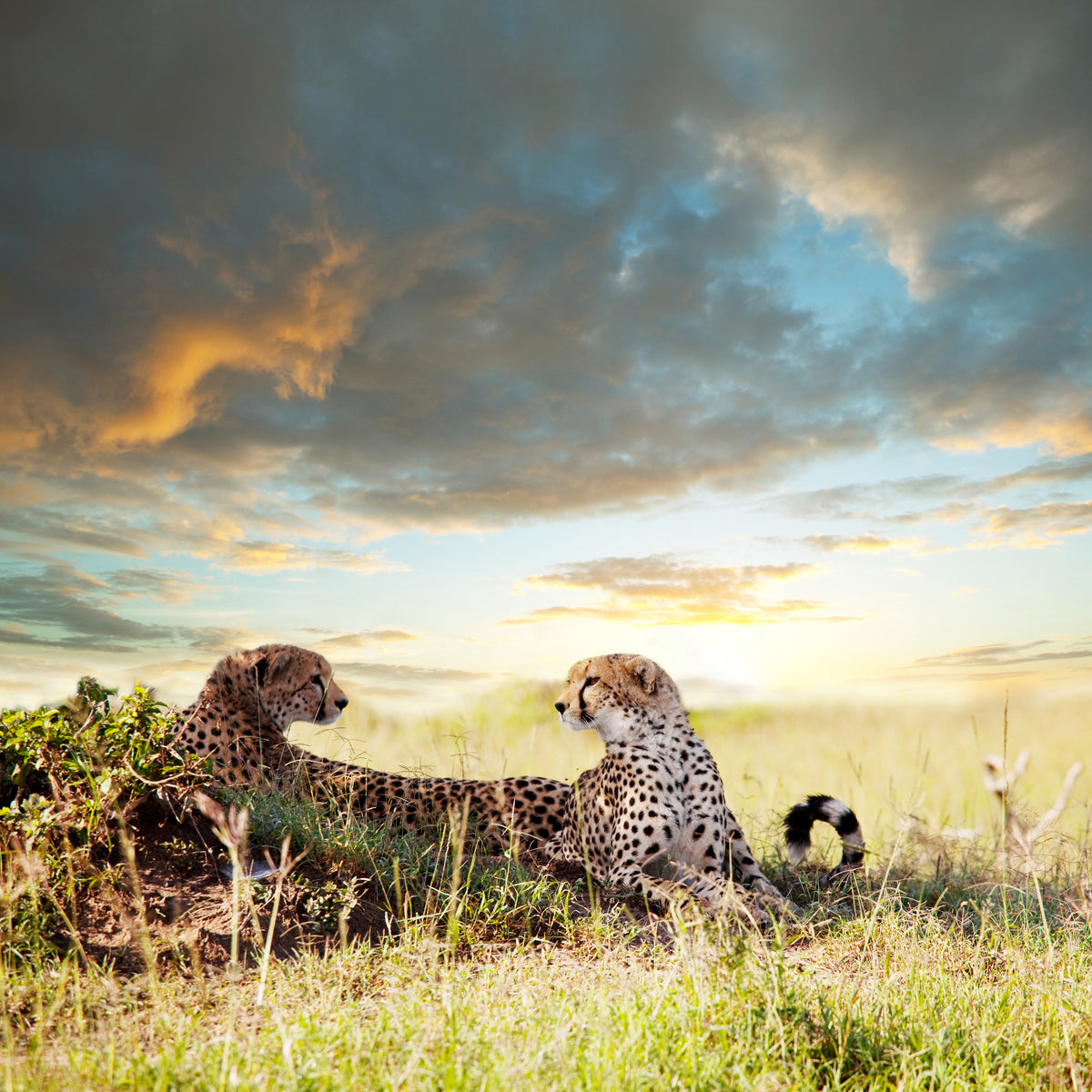 aluminium-print-cheetahs