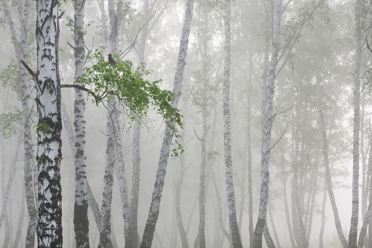 aluminium-print-nonflying-weather-x