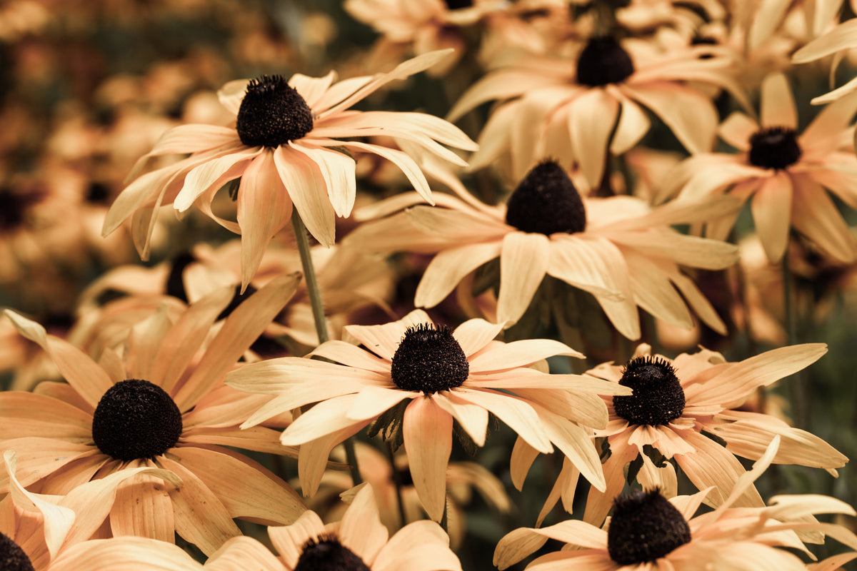 modern-3-piece-canvas-print-daisies-in-sepia