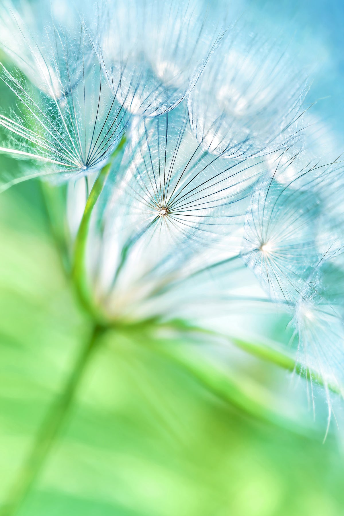 acrylic-print-macro-dandelion
