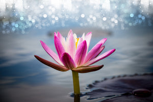 modern-3-piece-aluminium-print-lotus-in-the-morning-dew