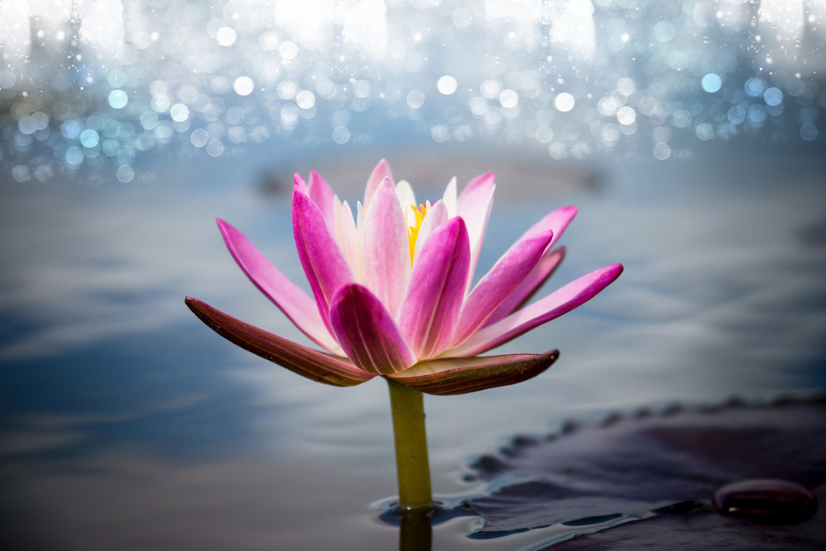 modern-3-piece-aluminium-print-lotus-in-the-morning-dew